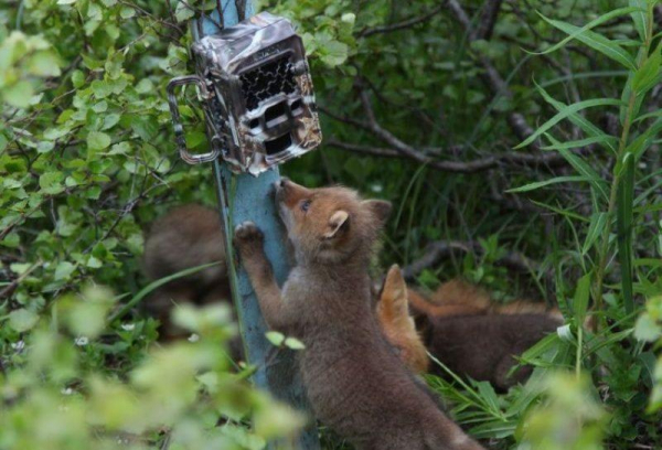 Топ-10 лучших фотоловушек, как выбрать фотоловушку правильно?